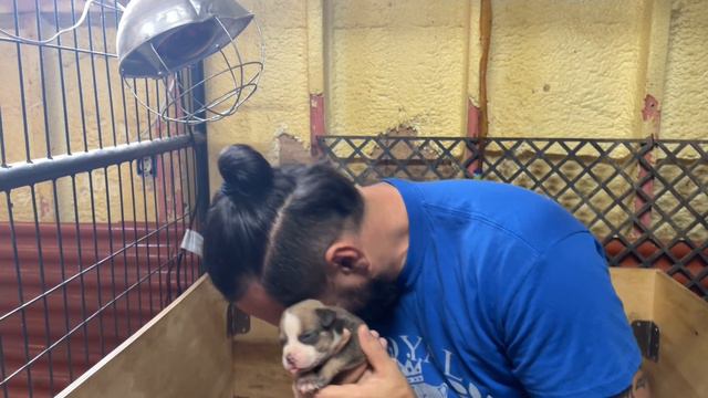 😱WHY IS YOUR PUPPY SO SMALL😱 смотреть онлайн
