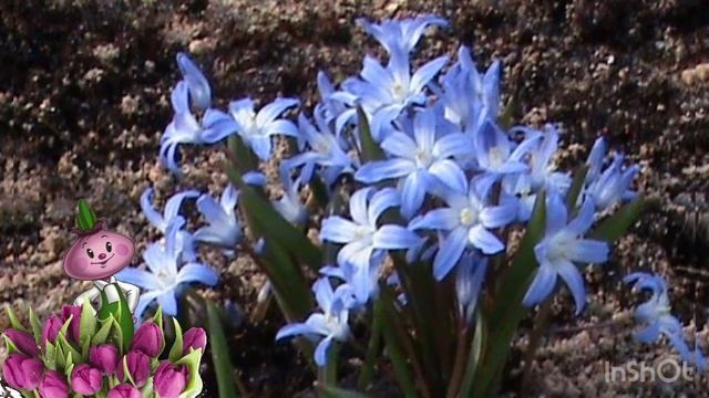 Хионодокса Chipollino flowers смотреть онлайн