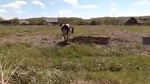 деревенские коровы .на нашем поле. смотреть онлайн