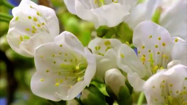 Диктант 285 смотреть онлайн