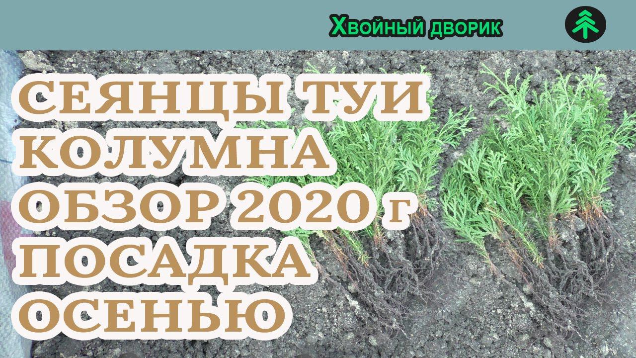 Туя западная колумна 2-х летка Сезон осень 2020 года Обзор посадка осенью питомник "Хвойный дворик" смотреть онлайн