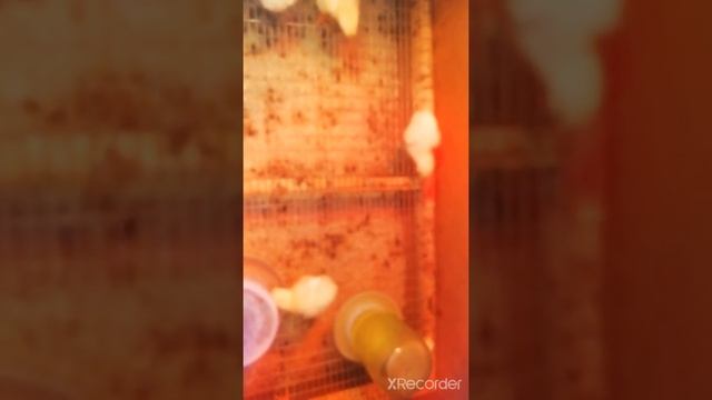 Бройлеры. Содержание на даче. 2021 г.