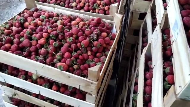 Свежая клубника оптом смотреть онлайн