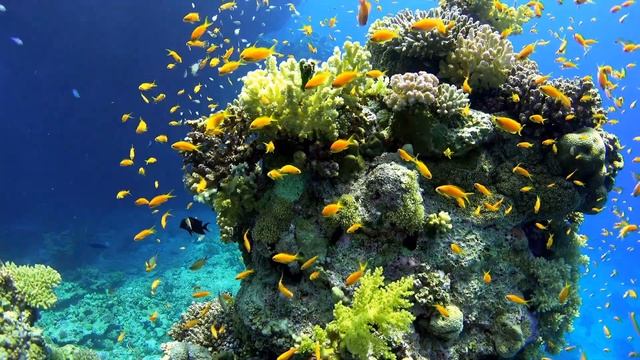 Самая Нежная и красивая музыка для сна II рыбки 4К смотреть онлайн