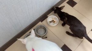 Целый день с двумя реборнами Лиамом и Аделькой | Day with two reborn babies Liam and Adele