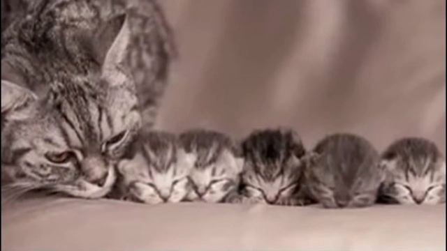 котики картинки смотреть онлайн