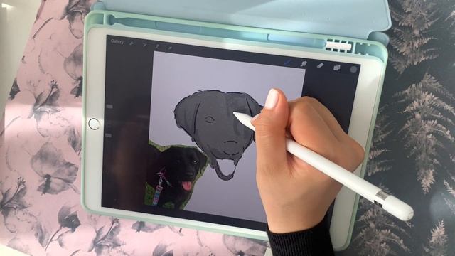 Drawing a Black Labrador | iPad Procreate Illustration Tutorial (only default brushes!) смотреть онлайн