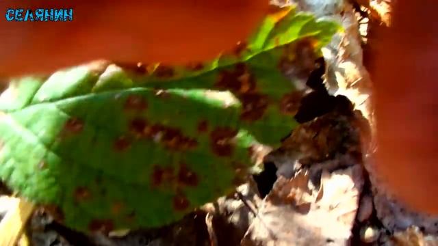 Веселий похід по Сморчки і Строчки. Екскурсія по Заброшених Будинках. Весняна краса природи смотреть онлайн