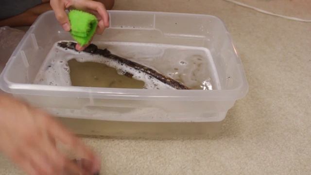 How to Disinfect Sticks, Logs & Soil for Animal Enclosures смотреть онлайн