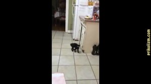 Приколы с кошками и котами #1 Кот сосущий соску