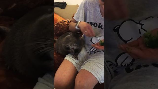 Домашняя нутрия (бобер) ест брокколи. Нутрия дома. смотреть онлайн