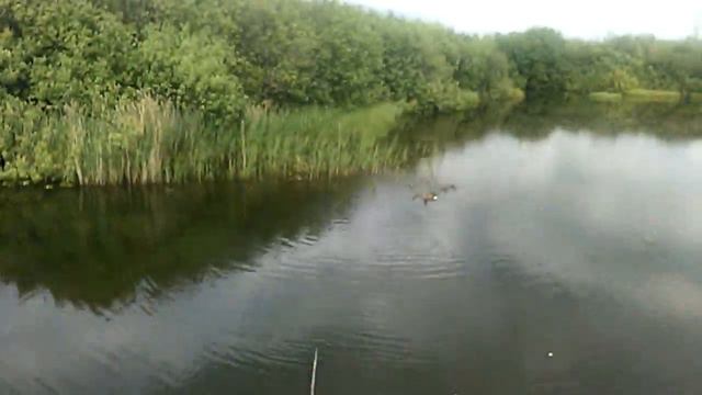 Утки на рыбалке в Иванове ! смотреть онлайн