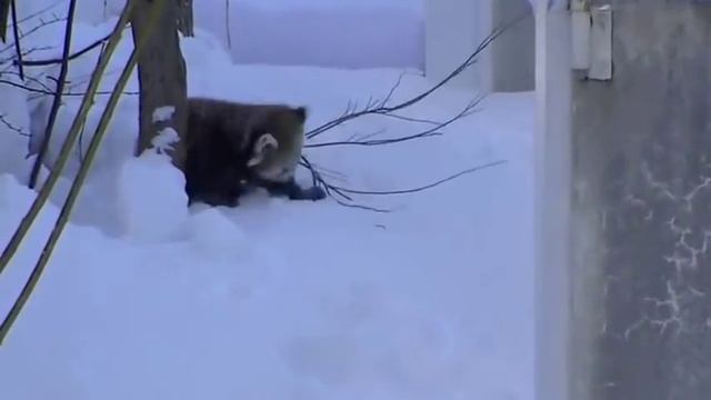 Красные панды играют в снегу - Red Pandas Playing In The Snow смотреть онлайн