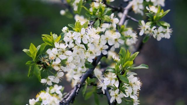 Черешня Цветёт! Яркая весенняя Черешня на Юге | Футажи красивая природа [4K] смотреть онлайн