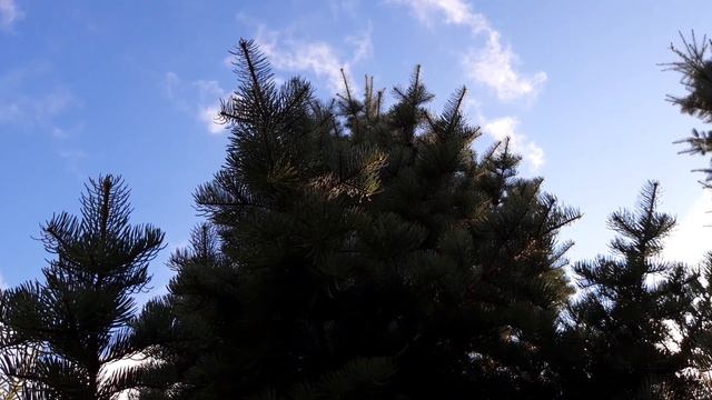 Тольятти Автозаводский район Дендрарий, красивые места. смотреть онлайн