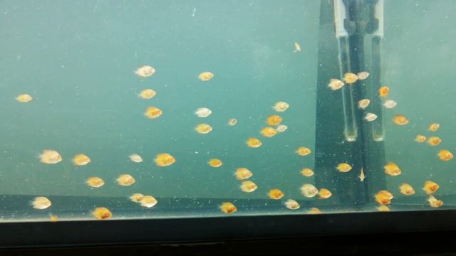 Малек дискуса весна 2020 г. смотреть онлайн