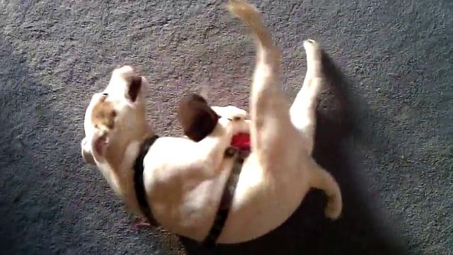 Horny Little Dog Humping His Toy смотреть онлайн