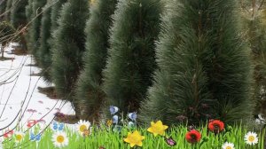 Сосна черная Грин Тауер ? Обзор: посадка и уход. крупномеры, саженцы сосны: описание и особенности