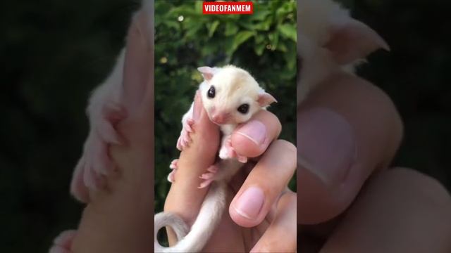 Как разговаривают сахарные опоссум! #shorts #интересное #животные #опоссум Подпишись! смотреть онлайн