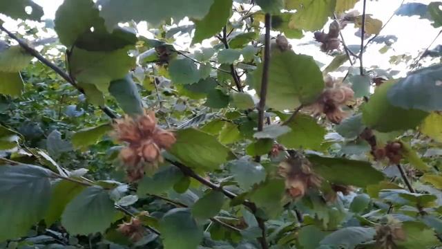 Огромный урожай фундука!