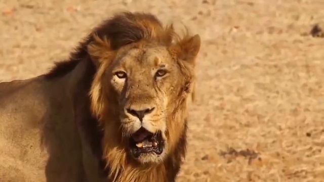 The king 👑 🦁of the jungle meets the prince of the savannah смотреть онлайн