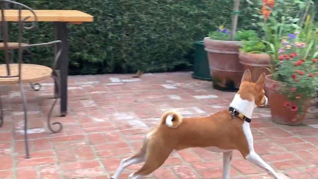 Basenji pursuing a mini schnauzer. смотреть онлайн