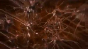 Есть ли у человека бессмертная душа?