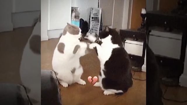 ЧХХСХАХАХАХАХАХАХА смотреть онлайн