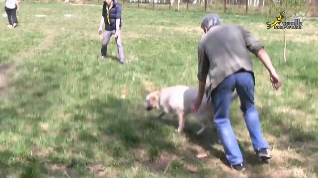 Команда ко мне, дрессировать в группе на площадке, или обучать дома на прогулке, плюсы и минусы смотреть онлайн