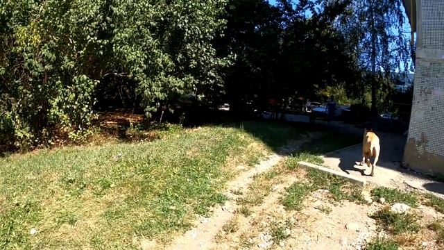 С питбулем Кими гуляем в моем дворе в Майкопе! Стоматолог/подписчики.Питбуль/Волк/Дворняжка/Кот. смотреть онлайн