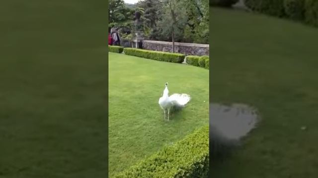 красота белый павлин распустил хвост смотреть онлайн