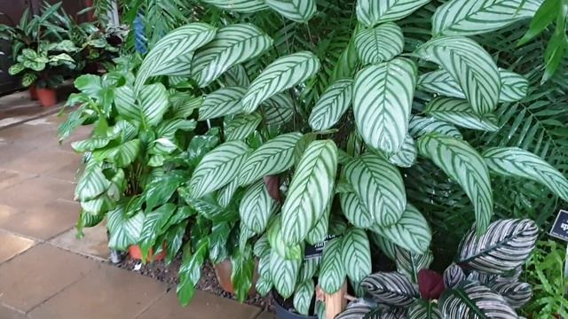 Ботанический сад в Москве смотреть онлайн