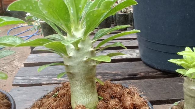 Resultado das podas na pachypodium смотреть онлайн