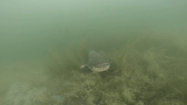 Огромные сомы! Подводная съемка! Красивые кадры!!! смотреть онлайн