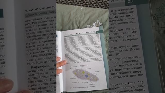 Биология 7 класс. Жгутиконосцы и инфузории смотреть онлайн