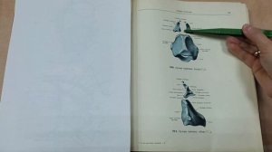 Наружный нос, полость носа, гортань