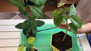 Спасаем домашний лимон/1 часть/ Почему Лимон плохо растет/ Детальный осмотр/ Цитрусовый Рай МариАны