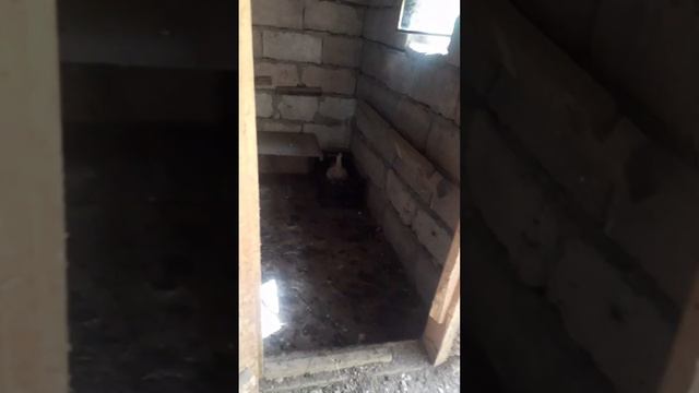 КУРЫ НА ДАЧЕ 🤠 смотреть онлайн