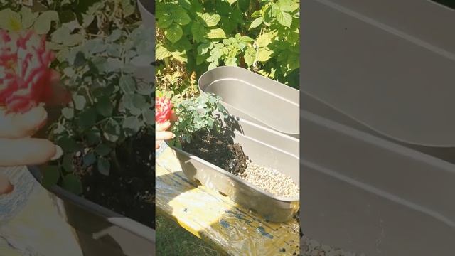 Горшок с автополивом Латина смотреть онлайн