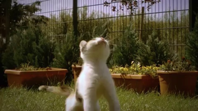 Un chat en slow motion смотреть онлайн