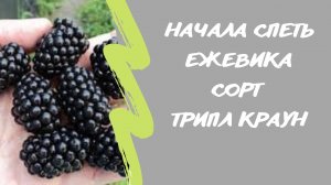 6 августа. Подмосковье. Спеет ежевика? Triple Crown (Тройная Корона).