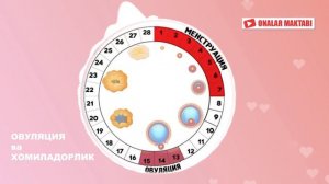 OVULYATSIYA va HOMILADORLIK | ОВУЛЯЦИЯ ва ХОМИЛАДОРЛИК | Овуляция пайтида ХОМИЛА булиш мумкинми ???