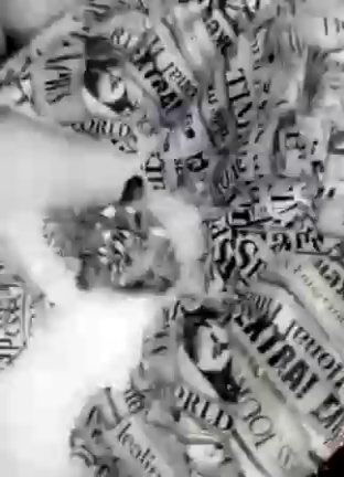 Коты в кресле смотреть онлайн