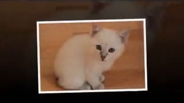 Mekong Bobtail - stubby tail and Siamese colour смотреть онлайн