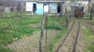 Как посадить Кукурузу Умно  #кукуруза #огород #идеи