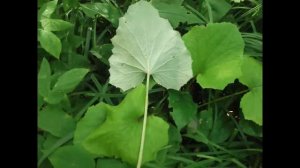 Первоцветы. Ознакомление дошкольников с окружающим миром.