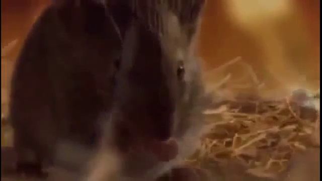 Величайшее открытие века  пептид Эндолутен  пептиды Хавинсона