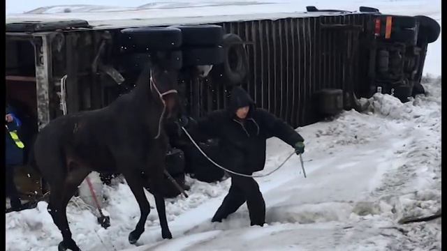 Спасение лошадей под Сызранью смотреть онлайн
