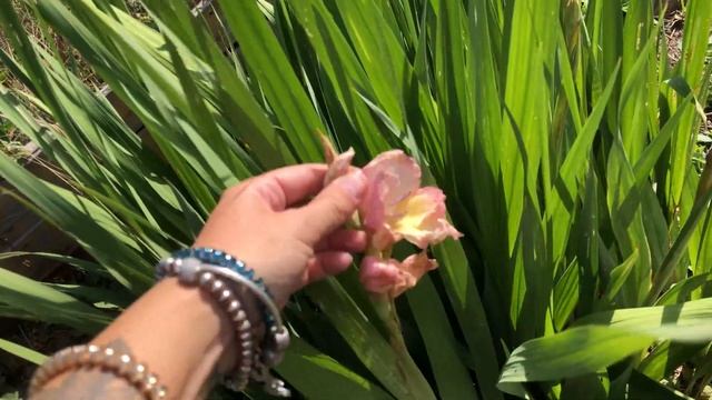 Итоги сезона22 Дачный влог | Обзор дачного участка | Мои Розы | Мы купили заброшенную дачу | Новост смотреть онлайн