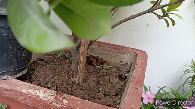 Free Fertilizer of Tea leaves,Banana Peels & Onion Peels//Plants not Flowering???Try this смотреть онлайн